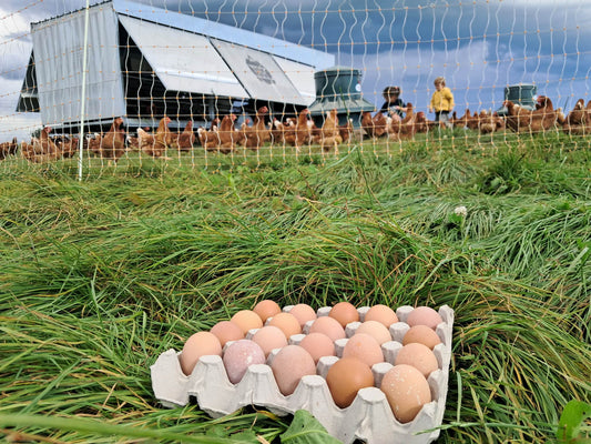 20 Tray Small Pullet Eggs