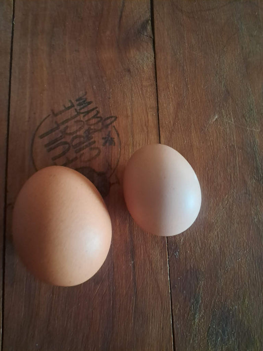 20 Tray Small Pullet Eggs